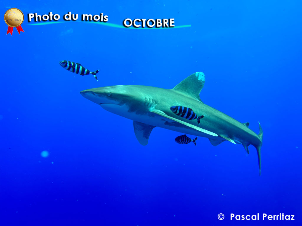 Photo du mois octobre 2024